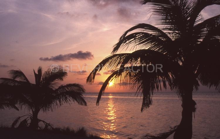 Island;belize;Sunset;sky;sun;water;red;palm trees;sillouettes;ocean